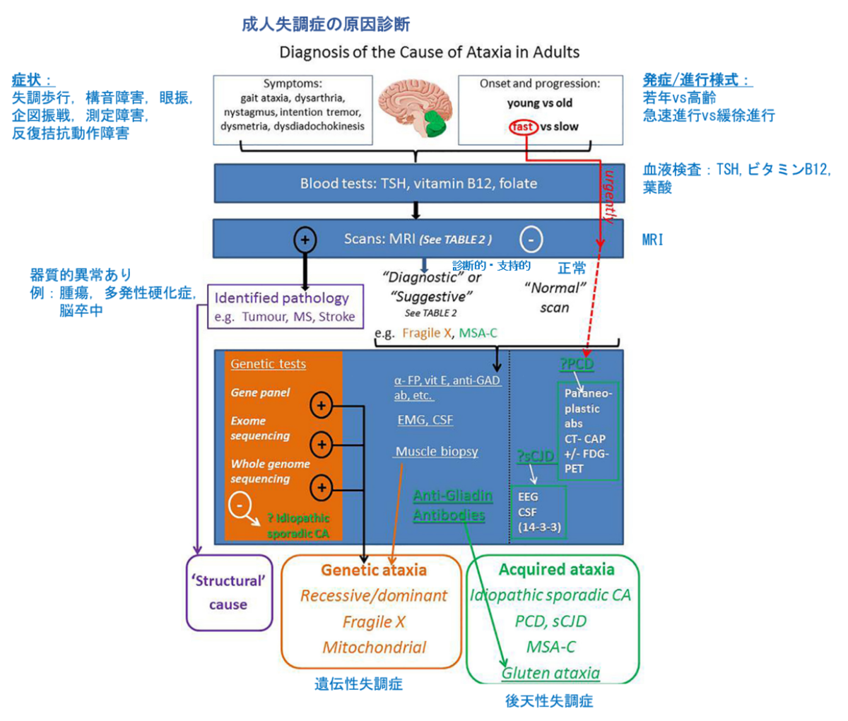 成人の進行性運動失調における診断と治療：検査｜神経内科の論文学習