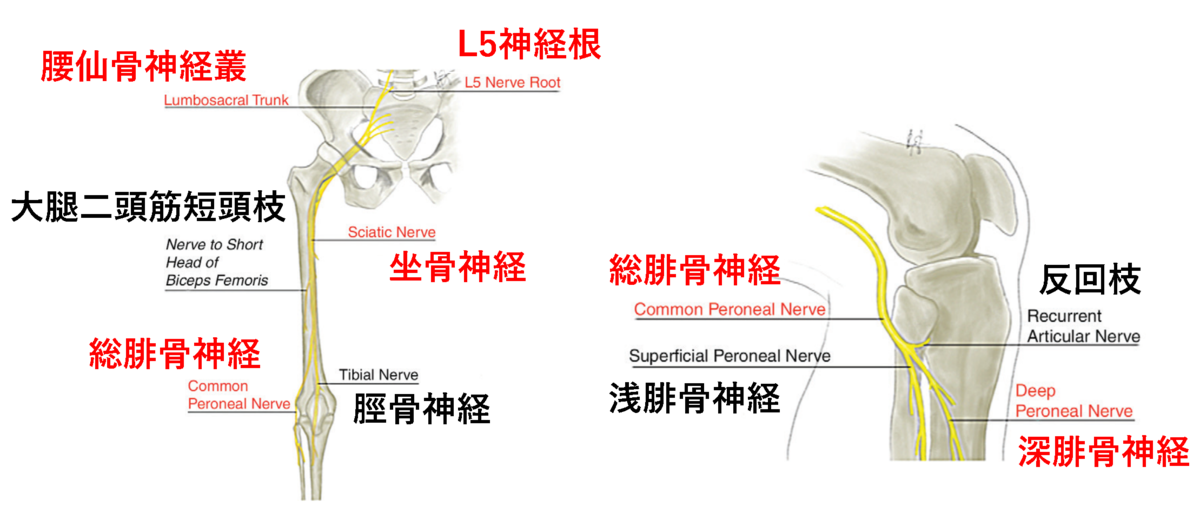 下垂足の局在診断に役立つ知識(Radiologyより)